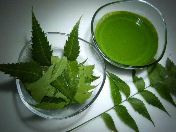Neem Leaves-1