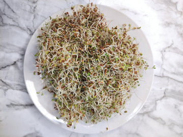 Sprouting seeds- Organic Alfalfa Sprouts 100g