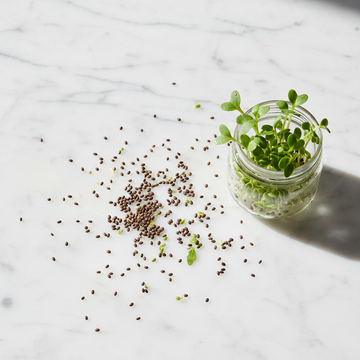 Close-up of fresh alfalfa microgreen and sprouting seeds from The Gourmet Variety, ready for planting or harvest.
