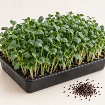 Kale Black Tuscany microgreens growing densely in a tray