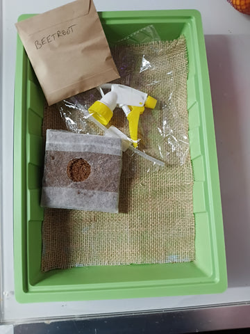 Large microgreen kit