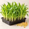 Fresh Sweetcorn Shoots microgreens growing in a tray with sweetcorn kernels